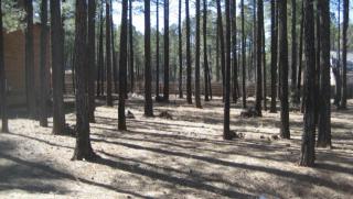 2558 Timber Ridge Ln, Pinetop, AZ 85935-8180
