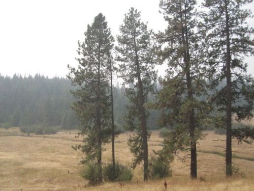 1440 Anderson Rd, Helmer, ID 83823-9657