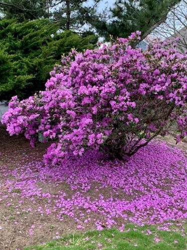 141 Susanna Dr, Brewster, MA 02631-3000