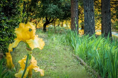 17444 Alexandra Way, Grass Valley CA  95949-7181 exterior