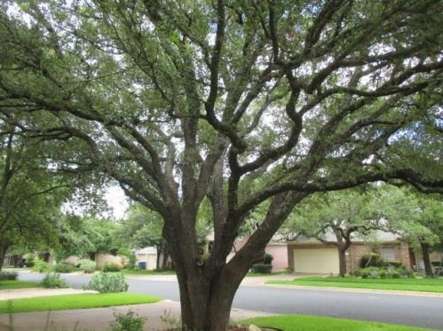 8212 Forest Heights Ln, Austin TX  78749-3502 exterior