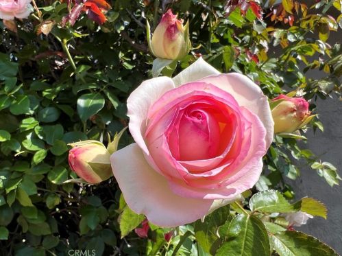 2509 180 St, Torrance CA  90504-5204 exterior