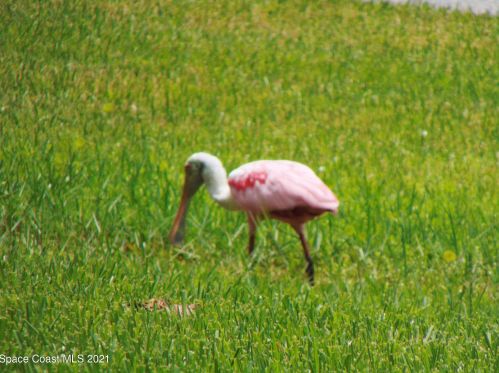 1295 Continental Ave, Melbourne FL 32940-6702 exterior