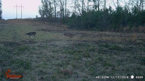 3206 Huffman Rd, Shady Grove, AL 36036-7246