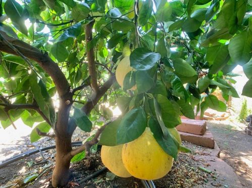 1284 Tangerine St, El Cajon CA  92021-5011 exterior