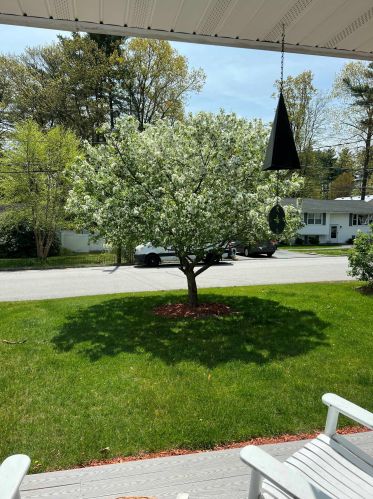32 Damon Ave, Nashua NH  03064-1228 exterior
