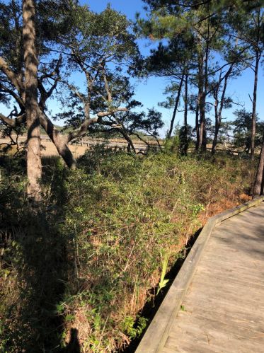 116 Slipper Shell Ct, Mount Pleasant SC  29464-6724 exterior