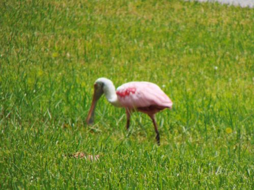 1271 Continental Ave, Melbourne FL 32940-6701 exterior