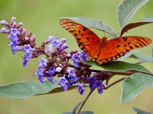 211 Bayshore Dr, Saint George Island FL  32328-3365 exterior