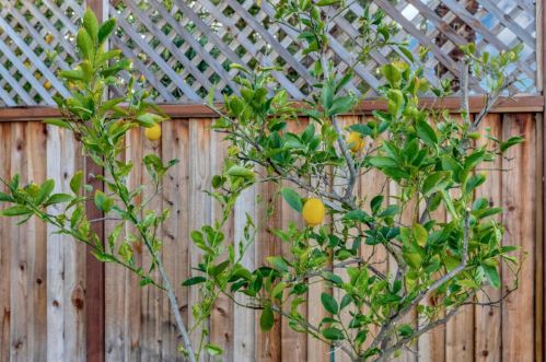 1066 Cross Springs Ct, San Jose CA  95120-1516 exterior