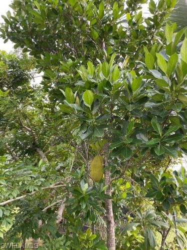 206 Floyd Ave, Lehigh Acres FL 33971-1716 exterior