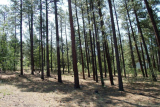 432 Cotton Tail Ln, Pinetop, AZ 85935-7076