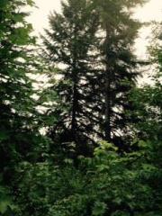 123 Lewis Rd, Cedarville, WA 98568-9717