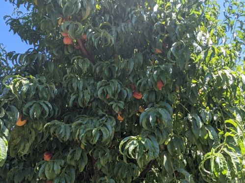 1087 Via Verona Dr, Chico CA  95973-1030 exterior