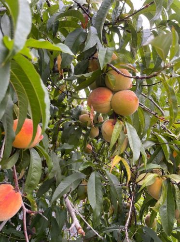 1372 27th St, Oakland CA  94606-3267 exterior