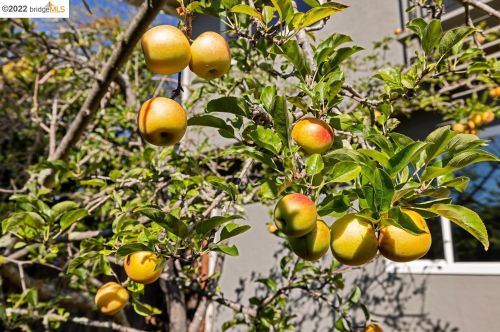 210 Amherst Ave, Berkeley CA 94708-1001 exterior