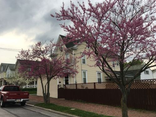 316 18th St, Birmingham, PA 16686-2110