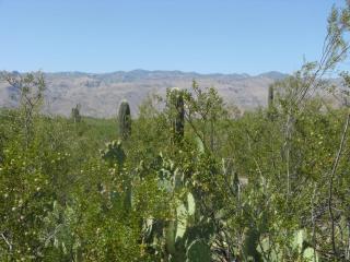 12423 Speedway Blvd, Tucson, AZ 85748-2056
