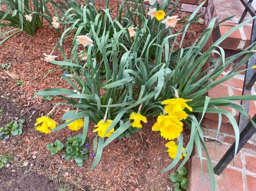 137 Brookdale Rd, Salem NH 03079-4869 exterior