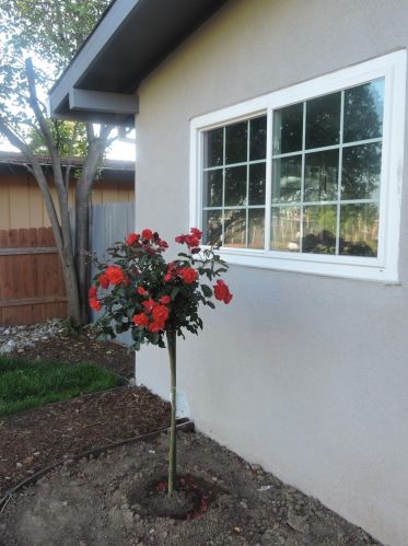 6577 Melrose Dr, North Highlands CA  95660-4378 exterior