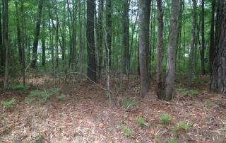 6138 Fox Dr, Ravenel, SC 29470-5426
