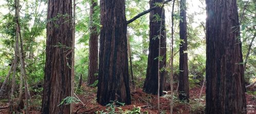 43400 Iversen Rd, The Sea Ranch CA  95445-7582 exterior