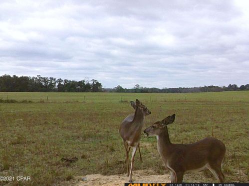 4084 Highway 77, Graceville FL  32440-4758 exterior