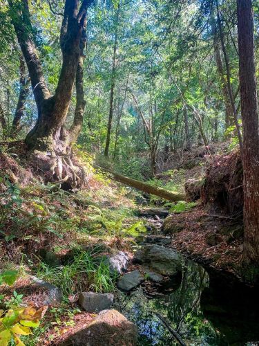 3932 Harrison Grade Rd, Sebastopol CA  95472-9359 exterior