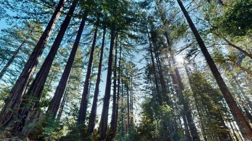 34900 Tock Ln, The Sea Ranch CA  95445-8567 exterior