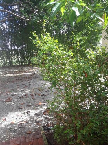 211 Salisbury I, West Palm Beach, FL 33417-1972