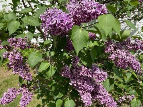 46 Vermont Ave, Milford CT  06460-7043 exterior