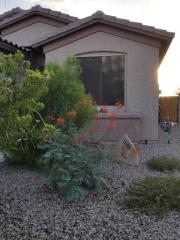 11160 Glazed Obsidian Dr, Marana, AZ 85658-4641