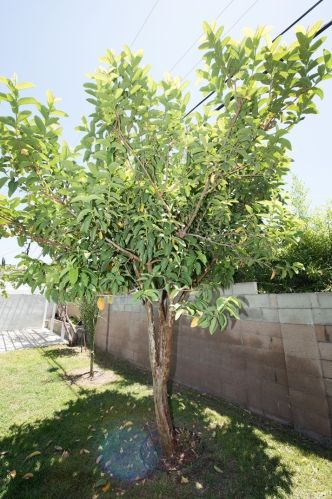 1930 Shamwood St, West Covina CA  91791-1419 exterior