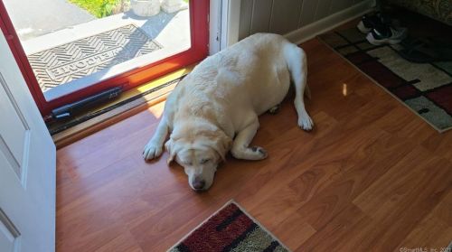 4 5th St, Danbury CT  06810-5704 exterior