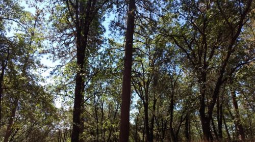 20852 Post Chaise Cir, Grass Valley CA  95949-9585 exterior