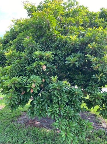 2225 2nd St, Cape Coral FL  33909-2876 exterior