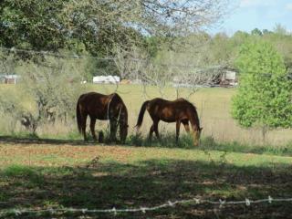 5220 Lecanto Hwy, Lecanto, FL 34461-9039
