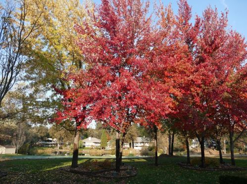 12108 Lake Wildwood Dr, Lake Wildwood CA  95946-9451 exterior