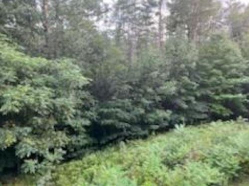 612 Upper Mad River Rd, Ellsworth NH  03285-6463 exterior