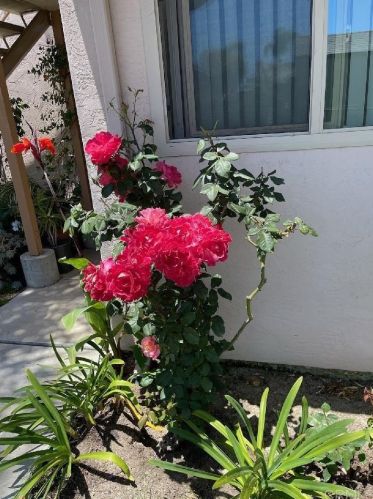 4128 Mount Alifan Pl, San Diego CA 92111-2851 exterior