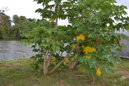 1307 Kozart St, Orlando FL  32811-4011 exterior