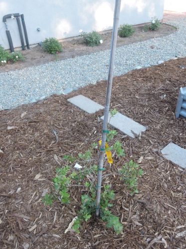 6577 Melrose Dr, North Highlands CA  95660-4378 exterior