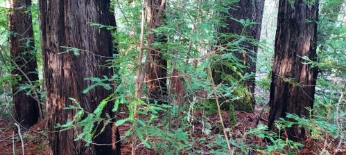 43400 Iversen Rd, The Sea Ranch CA  95445-7582 exterior