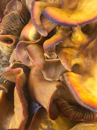 14804 Oak Ridge Rd, Lake Wildwood CA  exterior