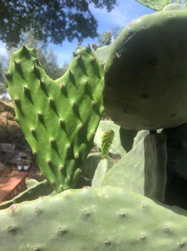 14804 Oak Ridge Rd, Lake Wildwood CA  exterior