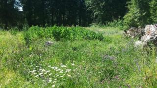 335 Red Blanket Rd, Prospect, OR 97536-9720