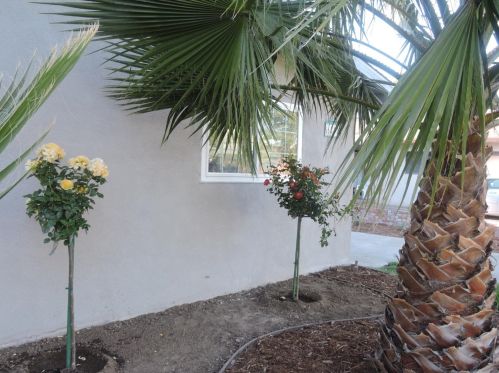 6577 Melrose Dr, North Highlands CA  95660-4378 exterior