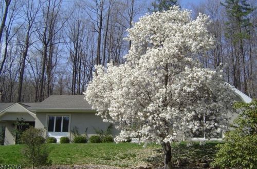 241 Hardscrabble Rd, Bernardsville, NJ 07924-1306