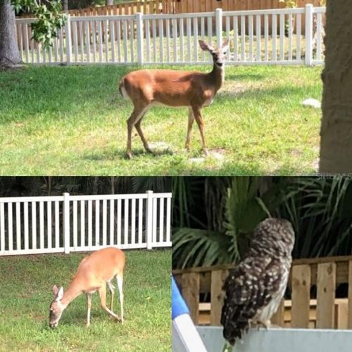 5115 Swallow Dr, Land O Lakes FL 34639-3828 exterior