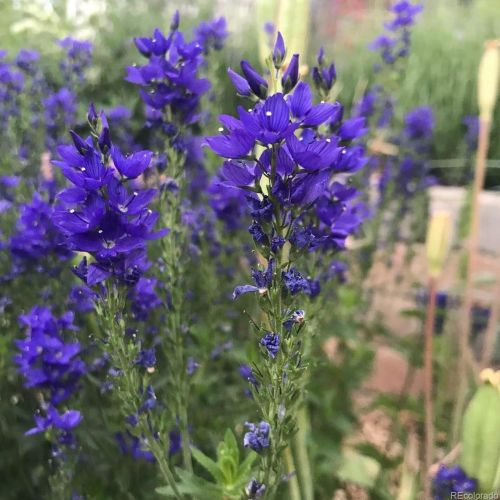 1555 Jackson St, Denver CO 80206-1921 exterior